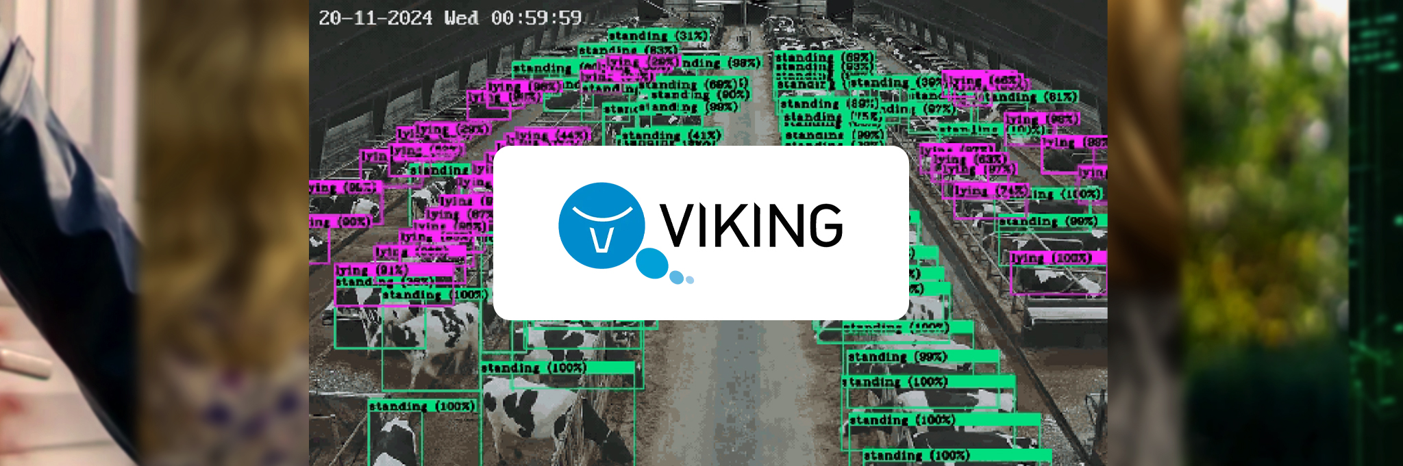 AI øker melkeproduksjon og forbedrer dyrevelferd